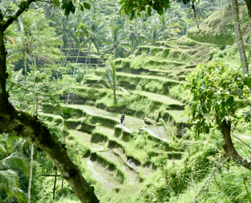 Tegallalang rice terrace walk central Bali - best Bali walks